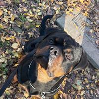 Splendido rottweiler