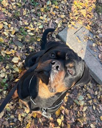 Splendido rottweiler