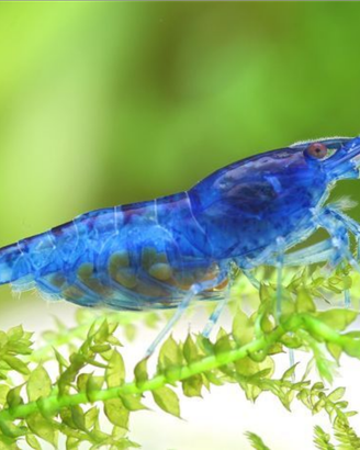 Neocaridine davidi blue dream - gamberetti