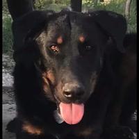 Beauceron x fidanzata