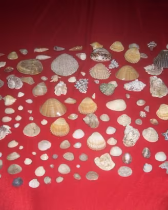 Collezione conchiglie marine anche per acquari