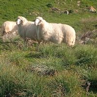 Montoni ARR/ARR valle del Belice/barbaresca