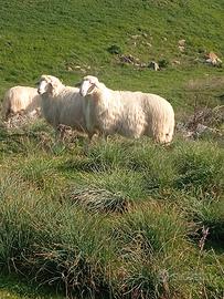 Montoni ARR/ARR valle del Belice/barbaresca