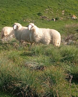 Montoni ARR/ARR valle del Belice/barbaresca