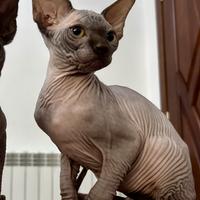 Cuccioli Sphynx canadese