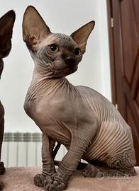 Cuccioli Sphynx canadese