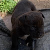 Cucciolo cane corso