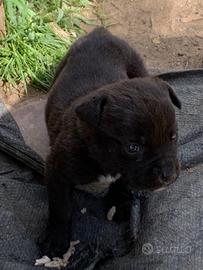 Cucciolo cane corso