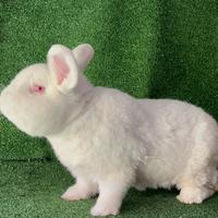 Coniglio riproduttore