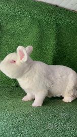 Coniglio riproduttore