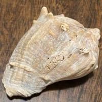 Conchiglia Murice spinoso