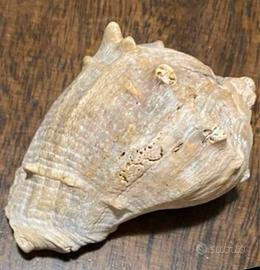 Conchiglia Murice spinoso