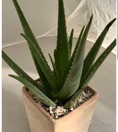 Piange aloe