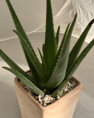 Piange aloe