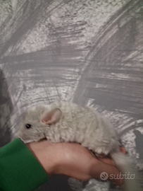 Cucciola cincillà femmina