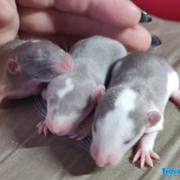 Cuccioli ratto domestico