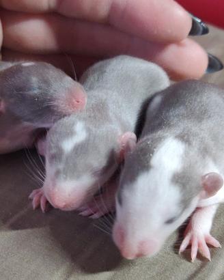 Cuccioli ratto domestico