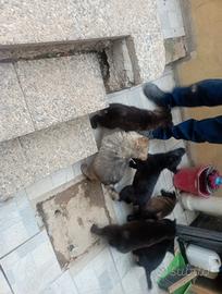 Cuccioli di lupo cecoslovacco mix pastore belga