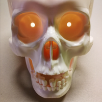 Teschio in plastica-gioco per scoprire il corpo