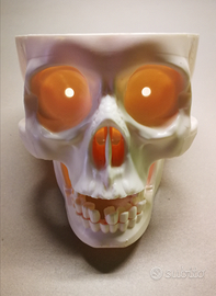 Teschio in plastica-gioco per scoprire il corpo