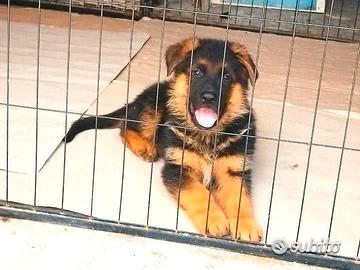 Cucciolo Pastore tedesco Maschio