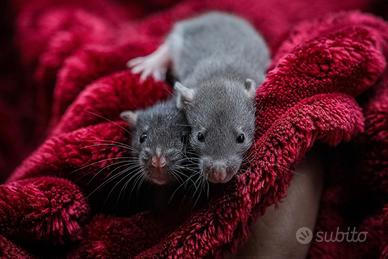 Cuccioli di ratto domestico