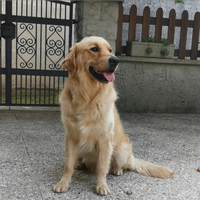 Golden retriever disponibile per monta