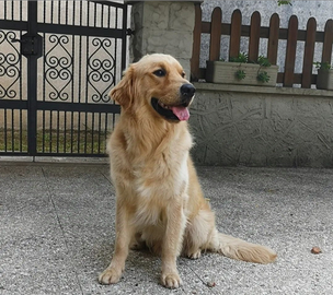 Golden retriever disponibile per monta