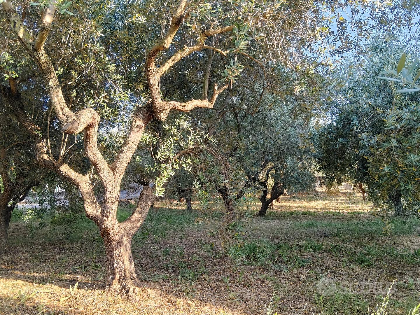 Terreno agricolo e rimessa - Vista 5