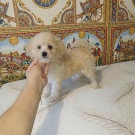 Maltipoo mini Toy maschietto champagne