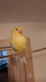 Canarino giallo e due ibridi