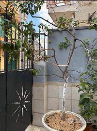 Pianta di limone in vaso