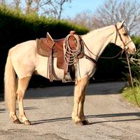 Castrone Quarter Horse