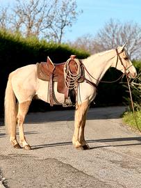 Castrone Quarter Horse