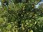 Immagine 29