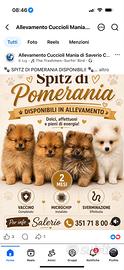 Spitz di Pomerania