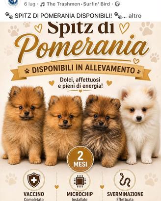 Spitz di Pomerania