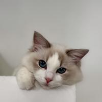 Gattine Ragdoll