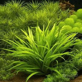 echinodorus qidaricostatu