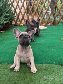 Bulldog francese blue