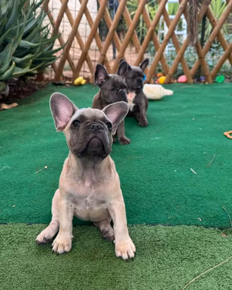 Bulldog francese blue