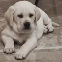 Labrador retriever con pedigree
