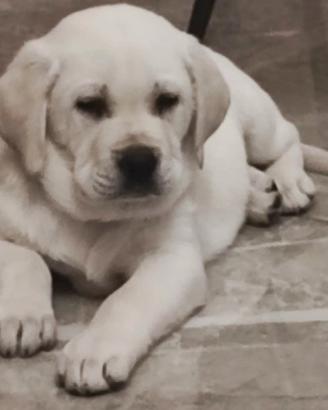 Labrador retriever con pedigree