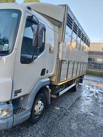 Camion DAF 45-180 trasporto animali vivi