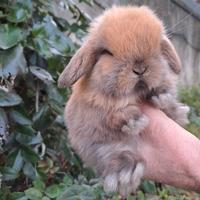 Coniglietti cuccioli MINILOP