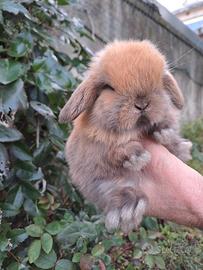 Coniglietti cuccioli MINILOP
