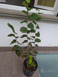 Pianta di Nocciolo sanissima in vaso – Altezza 1 m