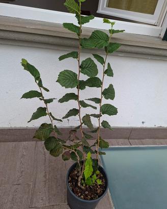 Pianta di Nocciolo sanissima in vaso – Altezza 1 m