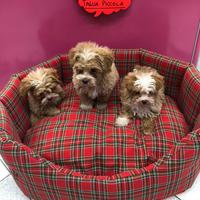 Maltipoo cuccioli affettuosi