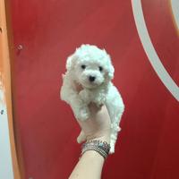 Barboncino Toy White Femmina